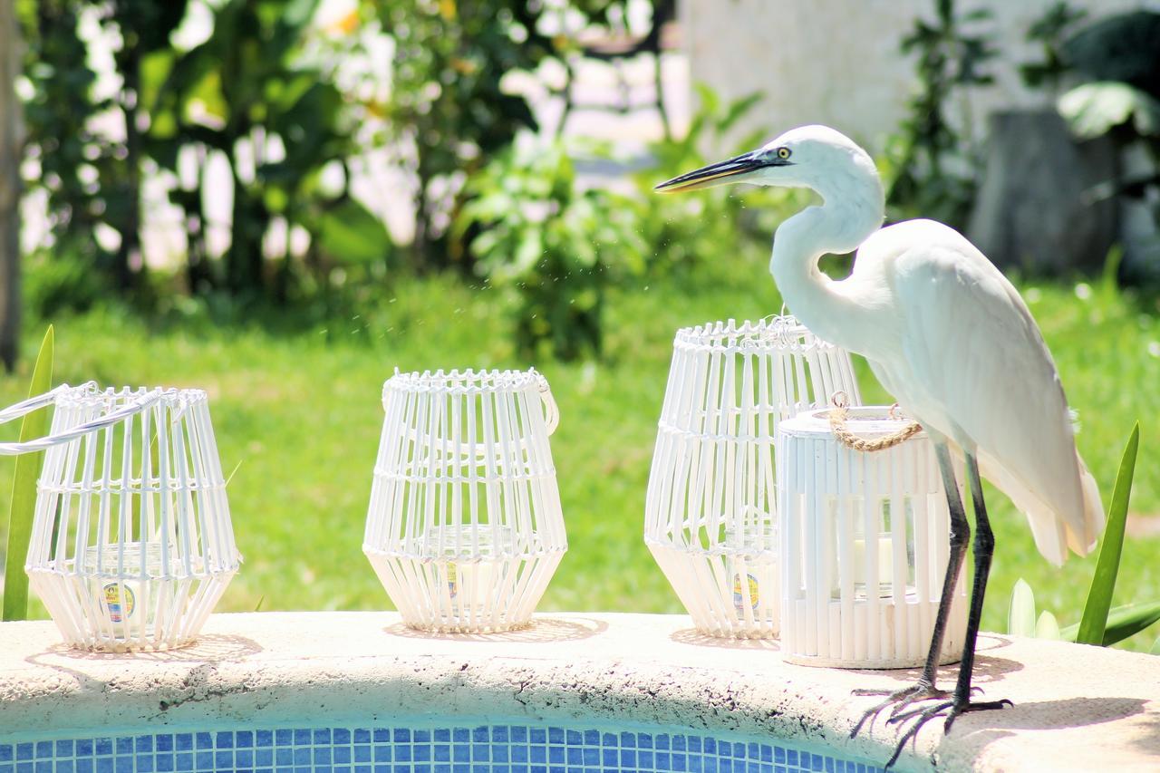 Maya Hotel Residence Holbox Extérieur photo